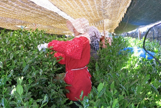 地元豊田市で明治三年から 歴史あるお茶づくり お茶へのこだわり 碧園 お茶の純平