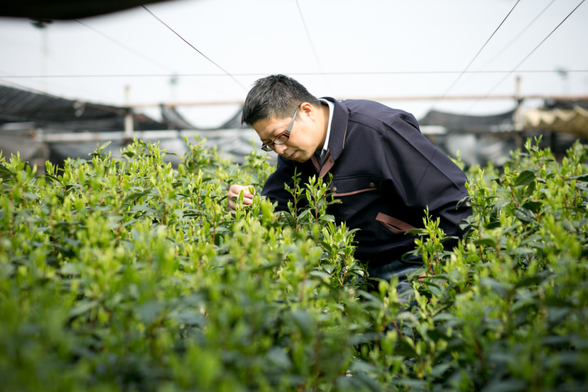 明治3年（1870年）創業の愛知県豊田市の茶園の5代目茶師 山内祥正