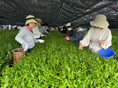 碧園お茶の純平